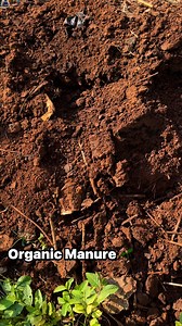 Healthy soil doesn't need chemical fertilizer... If your soil is already rich in the nutrients plants need, adding more fertilizer can actually be harmful, potentially killing them.. Fertilizers are meant to nourish depleted soils, not to over-saturate healthy ones.. know when to apply them 🌱❤️👊🧑‍🌾🪴 #beinspired #organic #garden #DIY #fypシ #growyourown #OrganicManure | Fusheini Adams