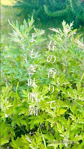 【春の保存食、よもぎ味噌麹 】#腸活 #よもぎ #レシピ #麹 #発酵料理 #保存食