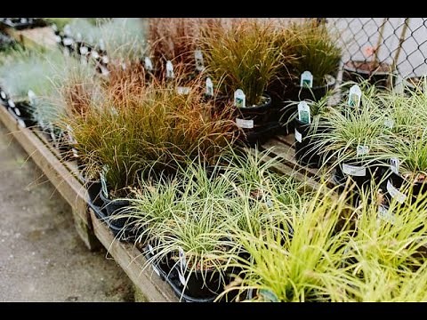 Landscaping With Ornamental Grasses