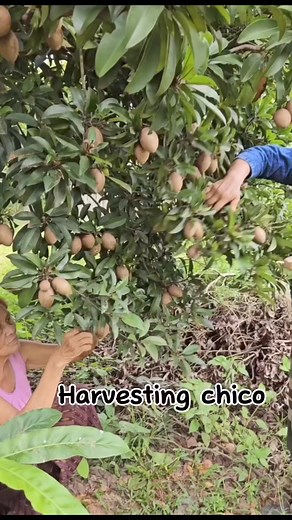 Chico 🤤🌱 #chicofruit | Nueva Ecija Grafted fruit trees