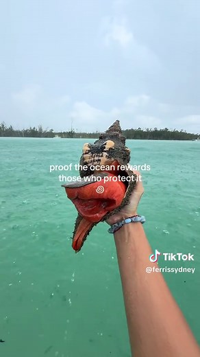 after picking up trash and finding no shells this just APPEARED right next to me