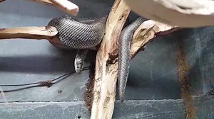 21 reactions | Another short clip of our Rosy boa choosing to hang...