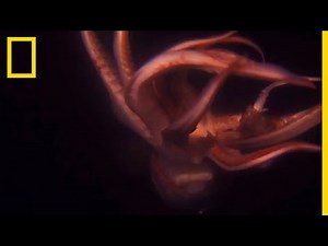 Le diable rouge, géant des mers