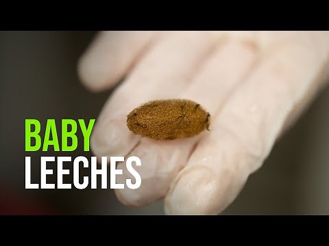 Baby Leeches Hatched at Woodland Park Zoo