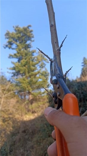 Plum Tree Pruning ✂️🍑 | Shorts