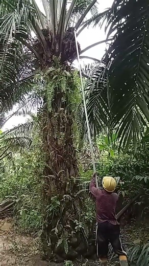 #Panen sawit plasma#Plantation#KLK#Bapak.A.ZPlantersawit