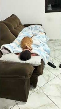 Quando esfria e você tem gato #gato #cats #funny #viral