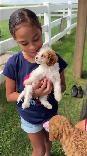 Amish Country Puppies Yard Sale In Lancaster PA #shorts