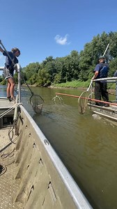 Known for jumping out of the water when disturbed, this invasive carp self-selected its own capture while MDC staff were removing some of this invasive species from a section of the Platte River. More at https://mdc.mo.gov/newsroom/mdc-will-remove-invasive-carp-platte-river-sept-8-11-sept-22-25 | Missouri Dept. of Conservation