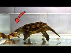When a hungry snapping turtle sees a crab(live feeding)