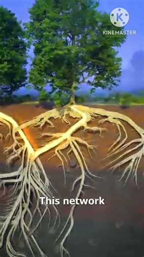 Trees Can Actually COMMUNICATE Through Their Roots?