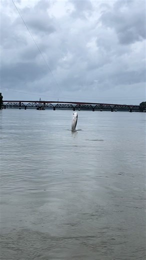 Catching dinosaurs #travel#fishing#tiktokviral#trending#bigfish#fyp#viral#dayinmylife#book#sturgeon#catchandrelease#world#class
