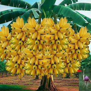 1.5M views · 41K reactions | No need for a garden, how i grafting banana tree from banana flower at home very easy | Tree Garden | Facebook