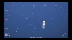 From 2020: 🐏🎺 🦑 First video of living Ram's Horn Squid (Spirula spirula) in its natural habitat. 🐏🎺 🦑 The ram’s horn squid (Spirula spirula) is one of the ocean’s most enigmatic cephalopods, with a secretive lifestyle that matches its spiraled inner shell. Found in tropical and subtropical waters worldwide, this elusive squid prefers the deep sea, residing between 500 and 1,000 meters (≈1,640–3,280 feet) during the day and ascending to about 100 meters (≈ 330 feet) at night to hunt. Despit