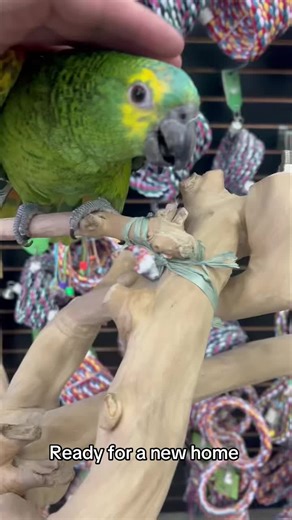 exoticparrotsfarm (@exoticparrotsfarm)’s videos with original sound - exoticparrotsfarm