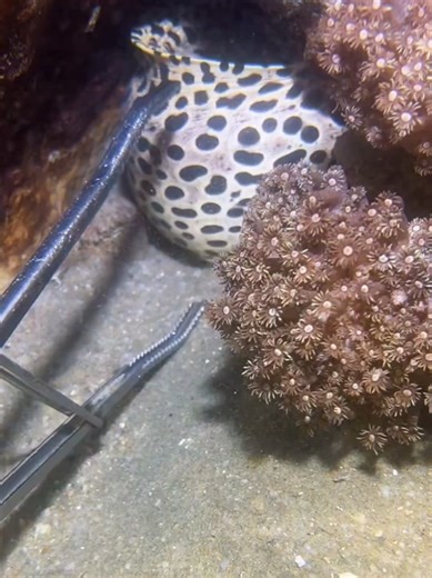 Diving for Crabs: Catching Fresh Seafood at the Seaside