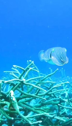 Grouper attacks Cuttlefish 🦑😱😱😱 . . #grouperfish #cuttlefish #attack #reelsvideoシ #reelsvideo #foryourpage #fishlover #oceanlife #fbreelsvideo #fishhuntertv | FishLife world TV