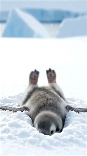 Penguin Fail 😂❄️ | Cute Penguin Can’t Slide on Snow
