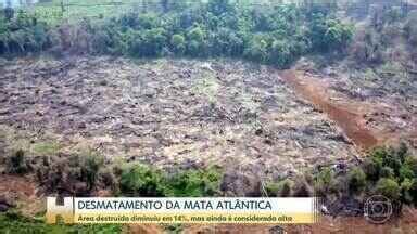 Desmatamento da Mata Atlântica cai 14% em 2024, mas área destruída ainda é grande