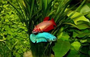 Do Betta Fish Sleep? 8 Ways You Can Tell Fish are Asleep