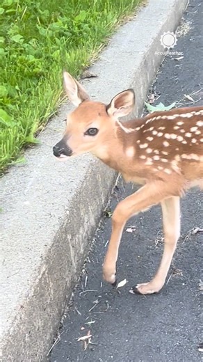 1.2M views · 38K reactions | "Go, baby, go!" A New Jersey woman helped make sure a baby deer and its mom made it safely across a road. | AccuWeather | Facebook