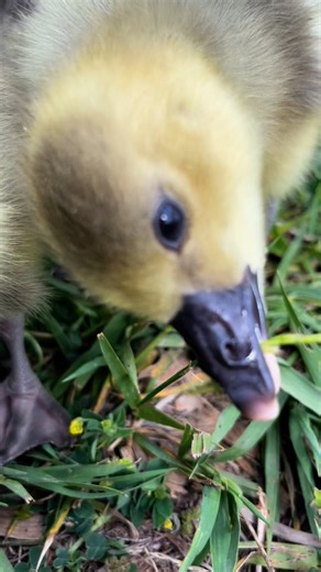 2.9K views · 40 reactions | Geese eat a TON of grass and vegetation! They can eat up to 4lbs of grass each per day!! #geese #goose #sillygoose #goslings #toulouse #chickenschmidtfarms #gooses #goosemom #cobrachicken #honkhonk #vegetarian | Chicken Schmidt Farms | Facebook