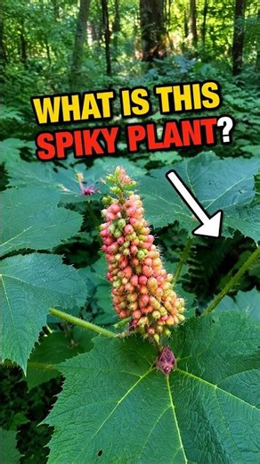 What Is This Spiky PNW Plant with Berries? 😳 #wildharvestlife #plantidentification #shorts