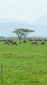 Gnu animal herd grazing in Tanzanian field on vertical video.