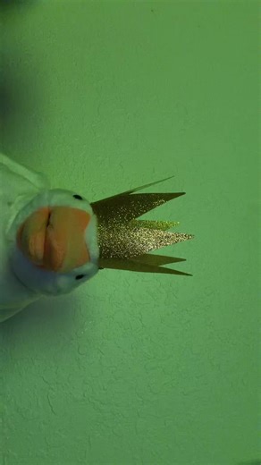 friday: get flocked | flocking