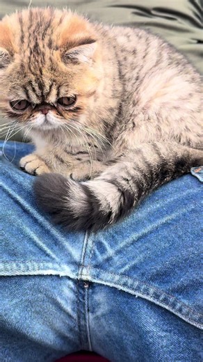 Adorable 4-Month-Old Persian Kitten