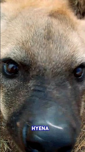 New Discovery about Hyenas and their Poop 💩!