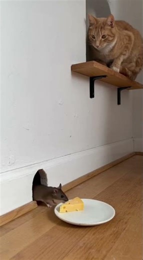 Clean ambush. Dirty ending #shorts