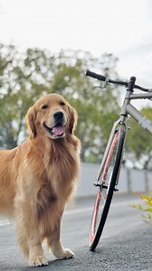 Putting the ‘trot’ in ‘cycle-trot’! Canine cycling with dogDad is a blast and it’s leveling up my trotting skills. So, am I ‘wheely’ good or what? KENZO dogDad bicycle = @solebicycles #bikingwithdogs #dogexercise #bikedog #trottingdog #dogfun #goldenwoofs #goldenretrieverlovers #showdoglife | Golden Woofs