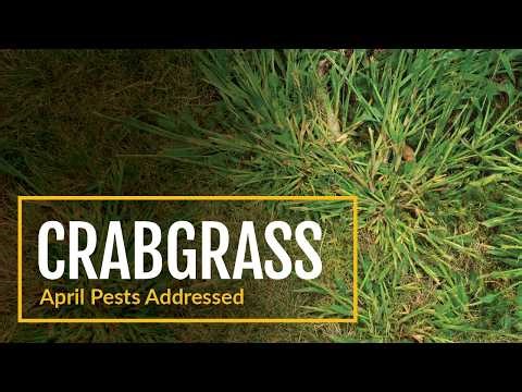 Creature Feature April: Pests Addressed Crabgrass