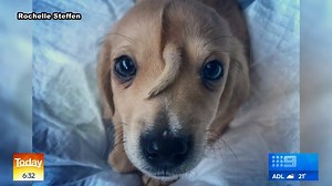 Unicorns may not be real, but this 10-week old puppy comes close... 🦄🐶#9Today | TODAY