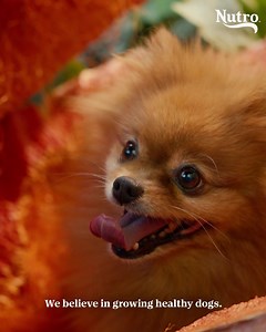 NUTRO™ recipes are made with high-quality, natural ingredients to help dogs live their best lives. Let’s grow healthy dogs™. | NUTRO Pet Food