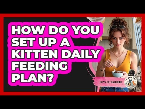 How Do You Set Up A Kitten Daily Feeding Plan?