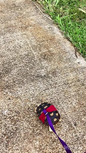 38K views · 701 reactions | Tortoises are the new puppies…. #tortoise #turtle #reptile #reptiles #doggo #sulcata #sulcatatortoise #tortoises #puppy #turtles #pet #tortoiselife #tortoiselove #pets #animals #awwww #nature #tortoiselover #animal #toocute #precious #lol #petlovers #tortuga #babytortoise #pardalis #cutenessoverload #sulcatalover | Tucker The Tiny Tortoise | Facebook