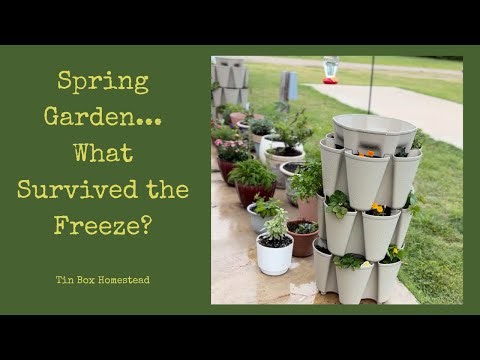 Spring Freeze Hit My Container Garden… Here’s What Survived 🌱