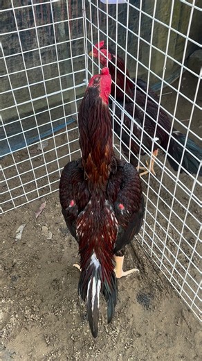 Quality 🥰 | Java Aseel