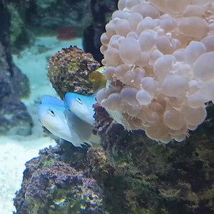 1.2K views · 46 reactions | Our blue-green chromis were caught in the act  The male was spotted preparing the nest and marking his territory. He returned with a female who deposited eggs into this nest. Once finished the male will guard the nest and ventilate the eggs with his fins, until they hatch, generally within a week. | Great Barrier Reef Aquarium | Facebook