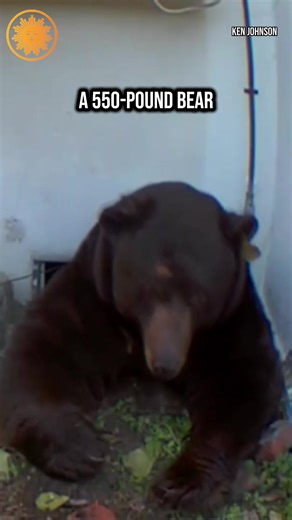 A 550-pound bear has been living in the crawl space of Ken Johnson’s home in Altadena, California for nearly a month — and now, Johnson said, the California Department of Fish and Wildlife has stopped helping him to remove the animal. Johnson also said he plans to sue for negligence and emotional distress. A spokesperson for the agency told the New York Post that it remains committed to helping Johnson. #altadena #bear