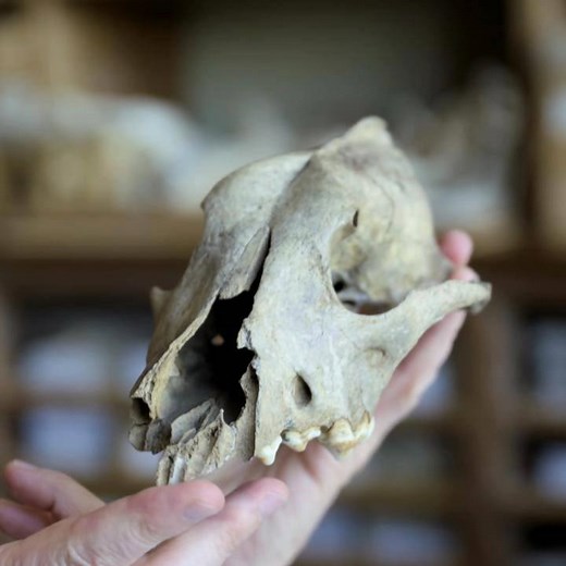 A researcher uncovers 30,000-year-old skulls from Europe, which appear to be halfway between those of wolves and domestic canines. But do the skulls actually belong to the ancestors of today's dogs? Stream "Dog Tales" on the PBS app or online to learn more: https://to.pbs.org/390x2sf | NOVA l PBS