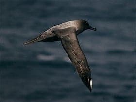 Albatross Wingspan & Size: How Big Are They?