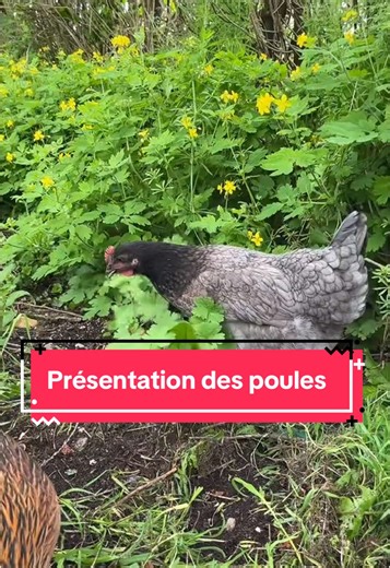 Première vidéo sur notre compte ☺️ Nous parlerons poules et nous vous ferons découvrir leur vies. #poule #pouleurbaine #pourtoi #poules #oeuf #nature