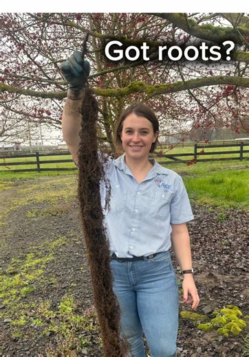 Satisfying Root Removal Experience