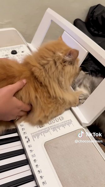 Cute Maine Coon Cats in Adorable Moments