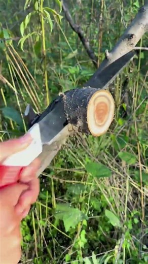 Peach 🍑 Tree Cutting with Hand Saw 🪚 | Proper Pruning for Healthy Growth