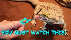 15K views · 1K reactions | Our bearded dragon turned into Godzilla....