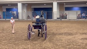 2024 National Percheron Show class winner, Youth Cart 10-14 years old, Brezlin Honsberger. Thank you to class sponsors DUANE AND BETH WILCOX. | Percheron Horse Association of America